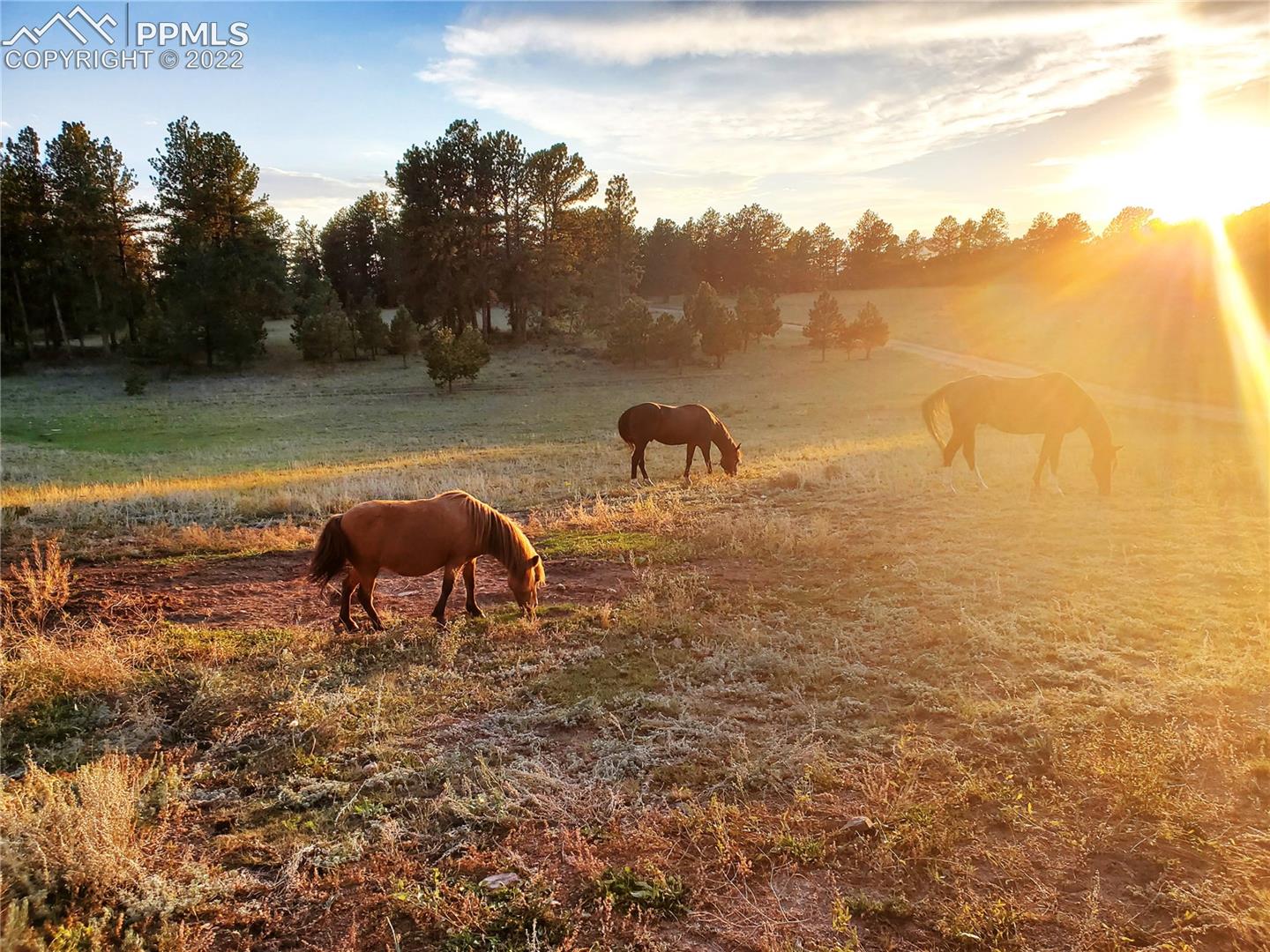 4573 Doe Valley Road Guffey, CO 80820 - Photo 28 of 37 Ponies in the front pasture at sunset