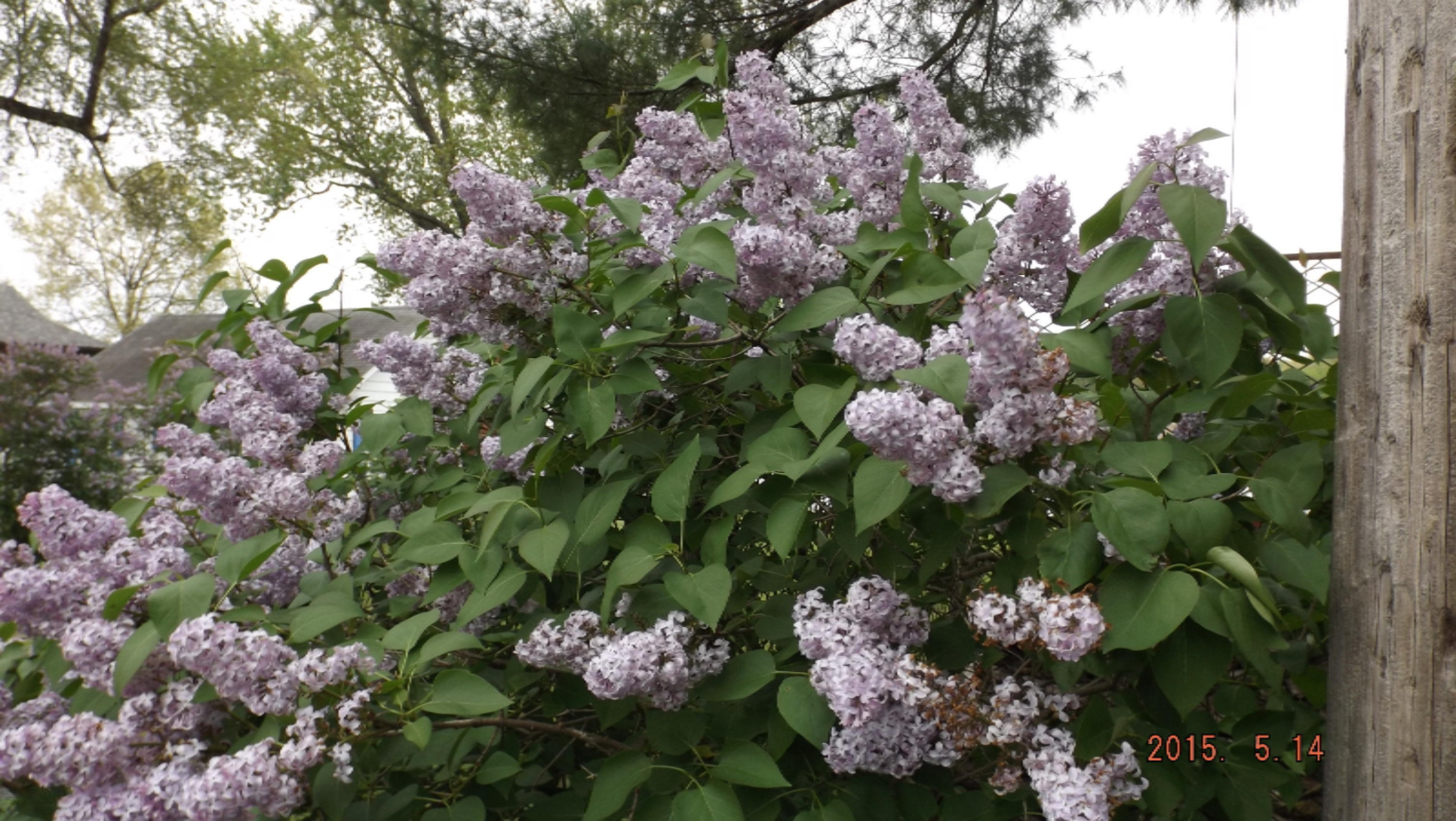 2691 Hemlock Road Quincy, MI 49082 - Photo 22 of 30 flowering shrubs