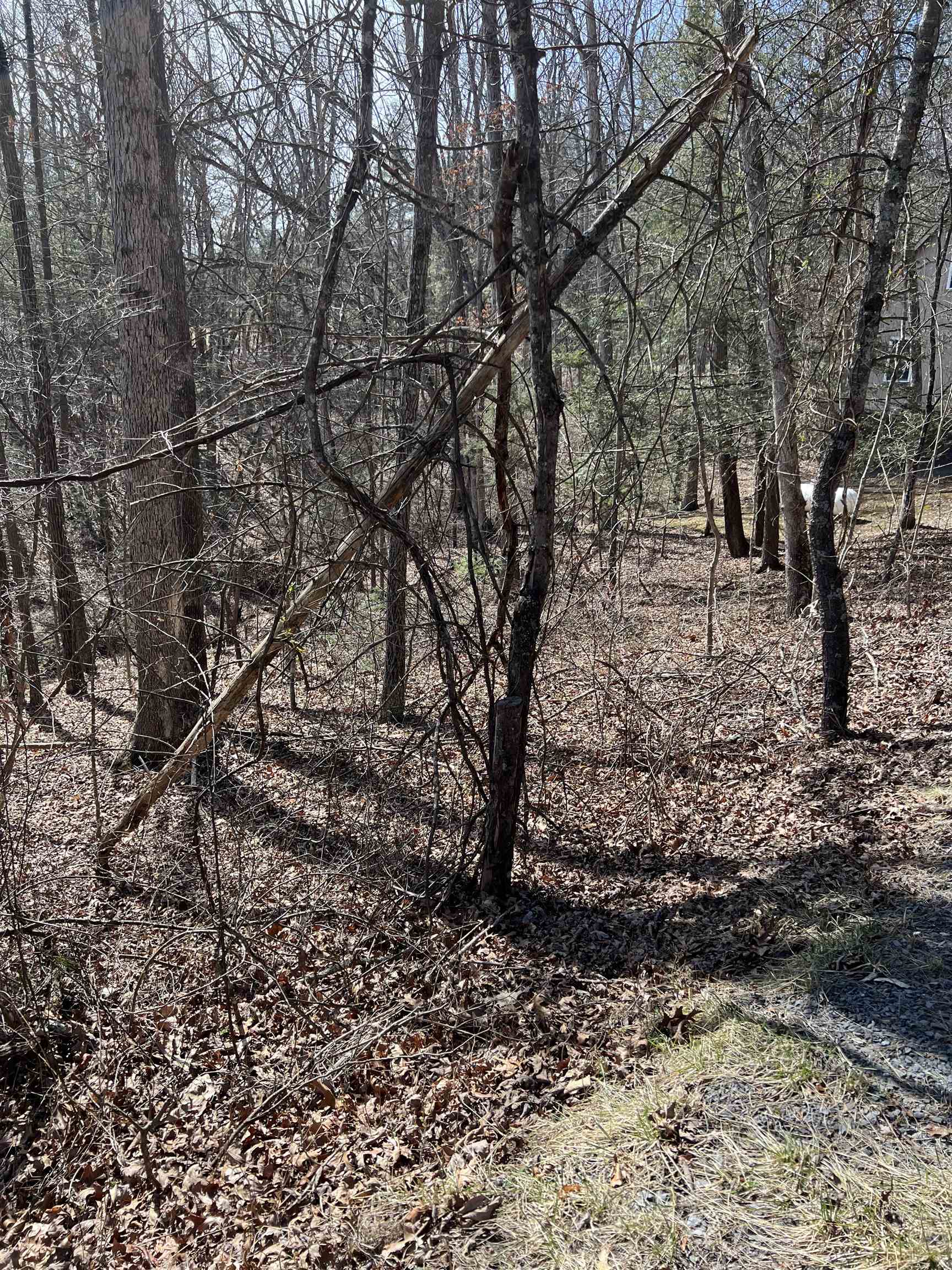 0 Bitternut Lane Mount Jackson, VA 22842 - Photo 2 of 8