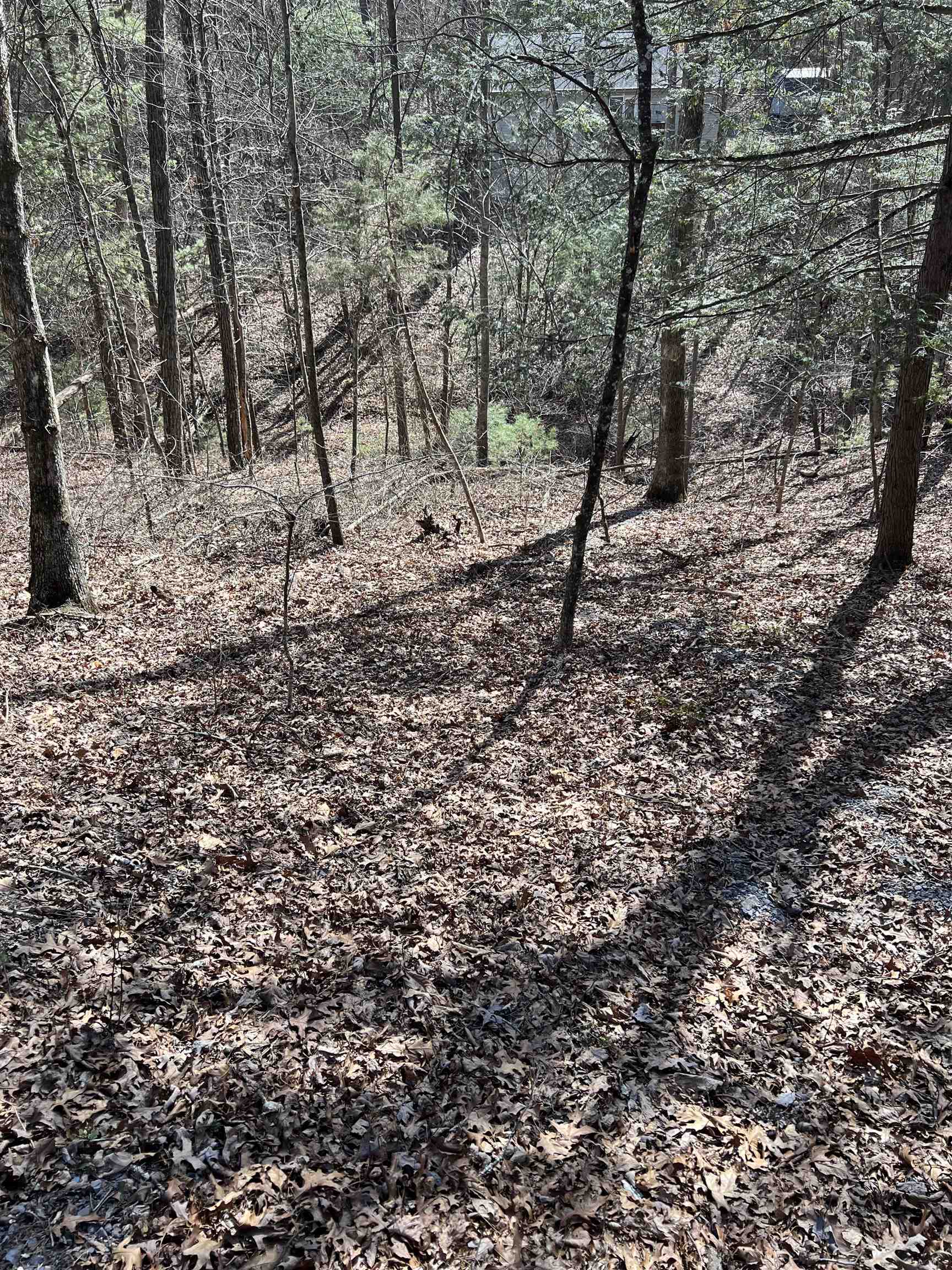 0 Bitternut Lane Mount Jackson, VA 22842 - Photo 3 of 8 a view of a yard with large trees