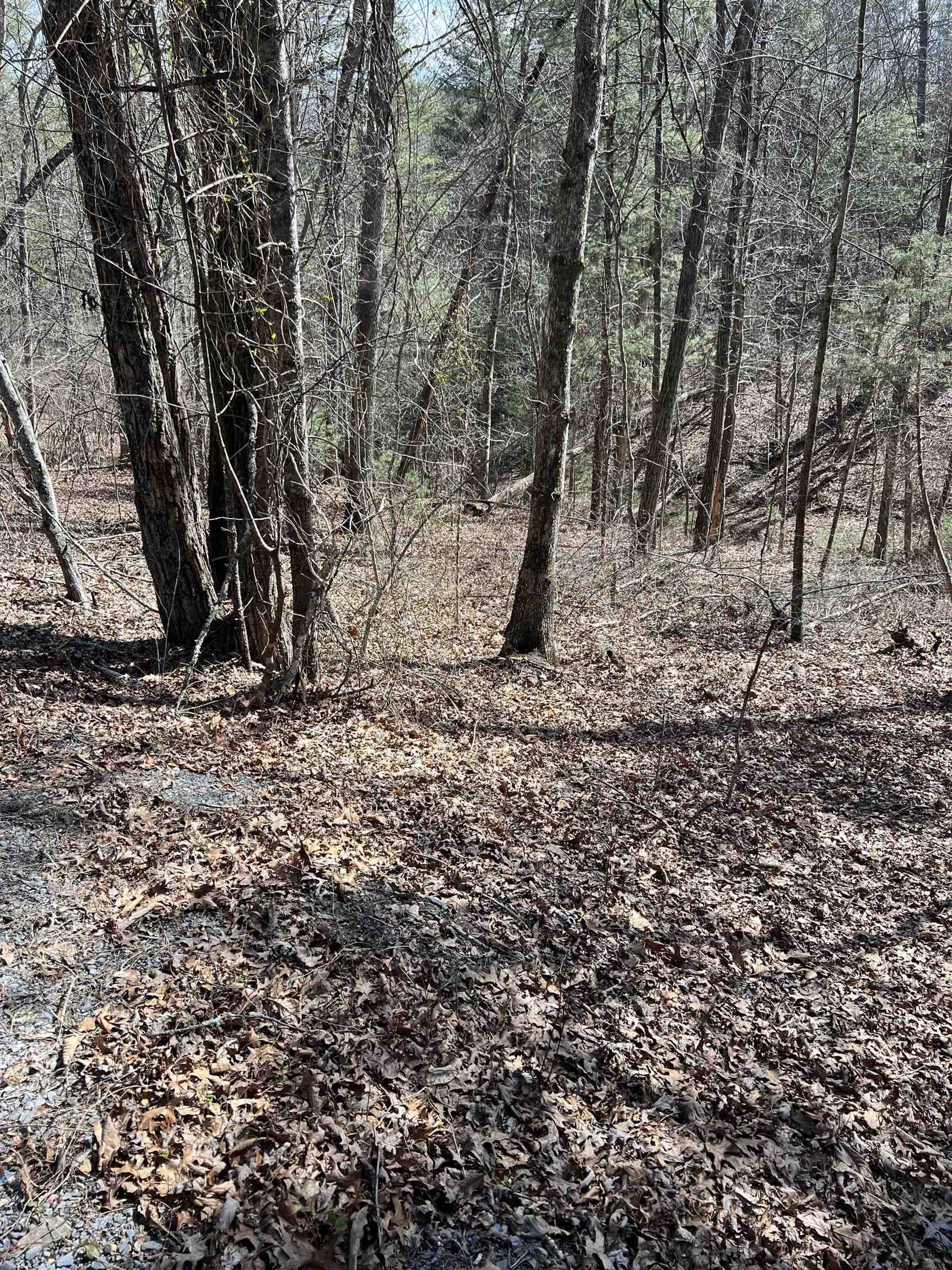 0 Bitternut Lane Mount Jackson, VA 22842 - Photo 4 of 8 a view of a backyard space