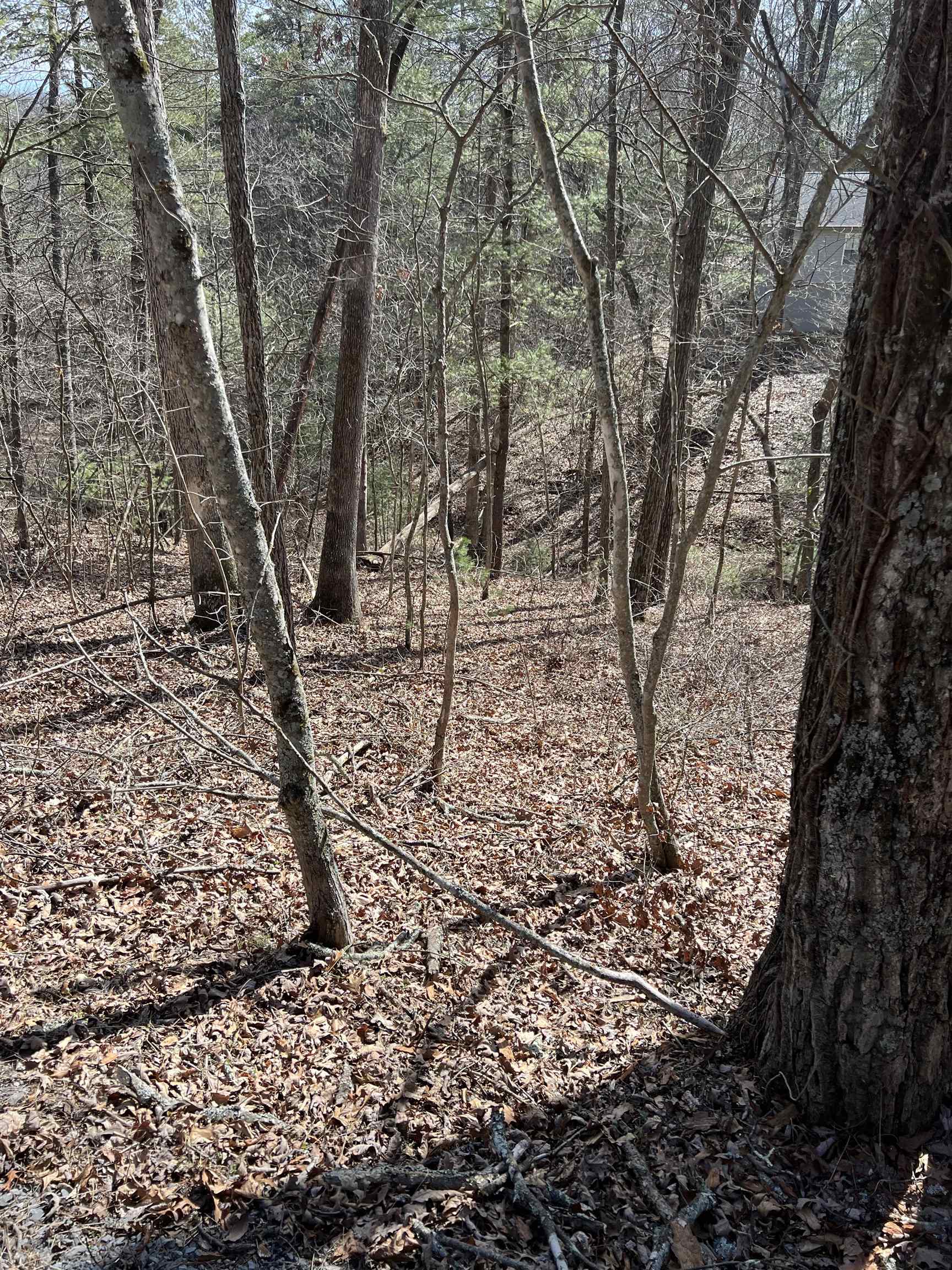 0 Bitternut Lane Mount Jackson, VA 22842 - Photo 5 of 8 a view of a yard with large trees