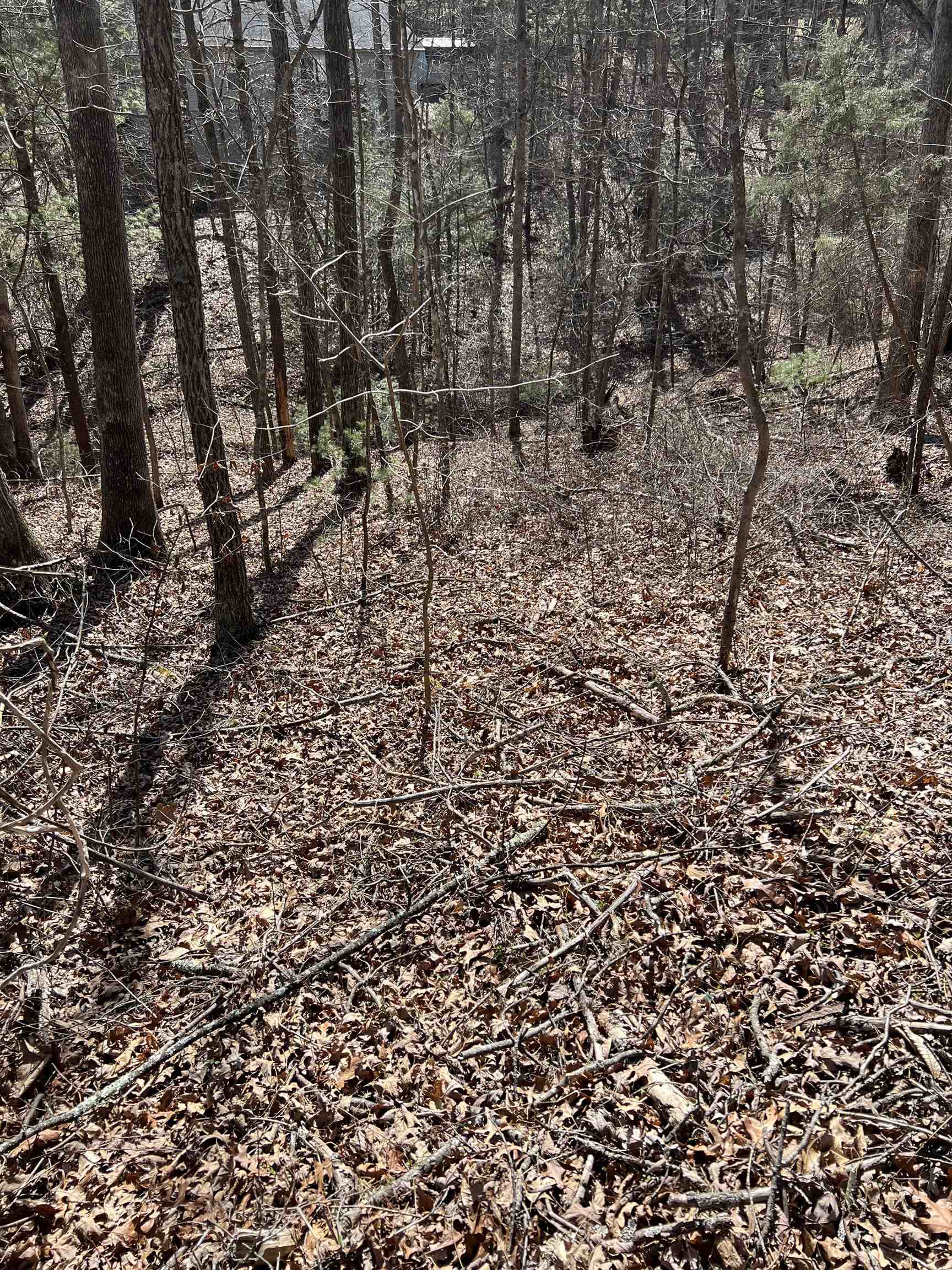 0 Bitternut Lane Mount Jackson, VA 22842 - Photo 6 of 8 a view of a yard with lots of trees