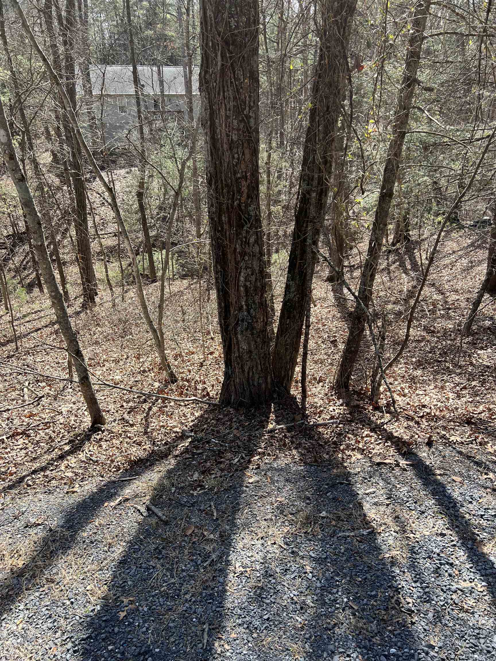 0 Bitternut Lane Mount Jackson, VA 22842 - Photo 7 of 8 a view of a yard with large trees