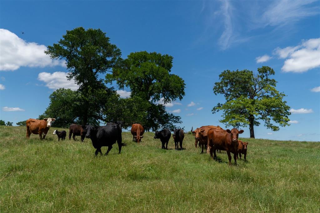 248 Shaffer Road Denison, TX 75021 - Photo 29 of 39 a view of front of house with a yard