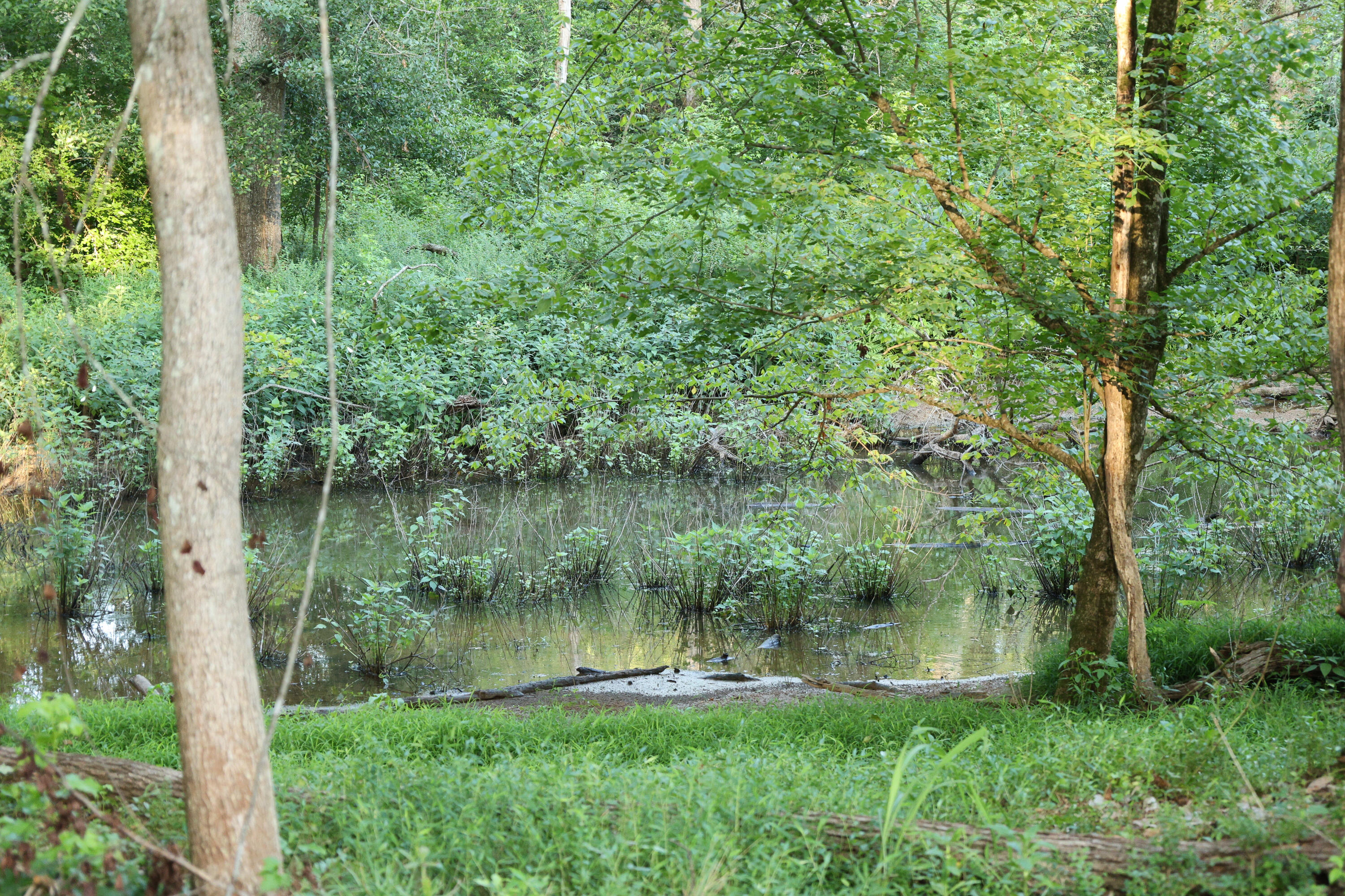 Tbd Glover Street Edgefield, SC 29824 - Photo 2 of 8