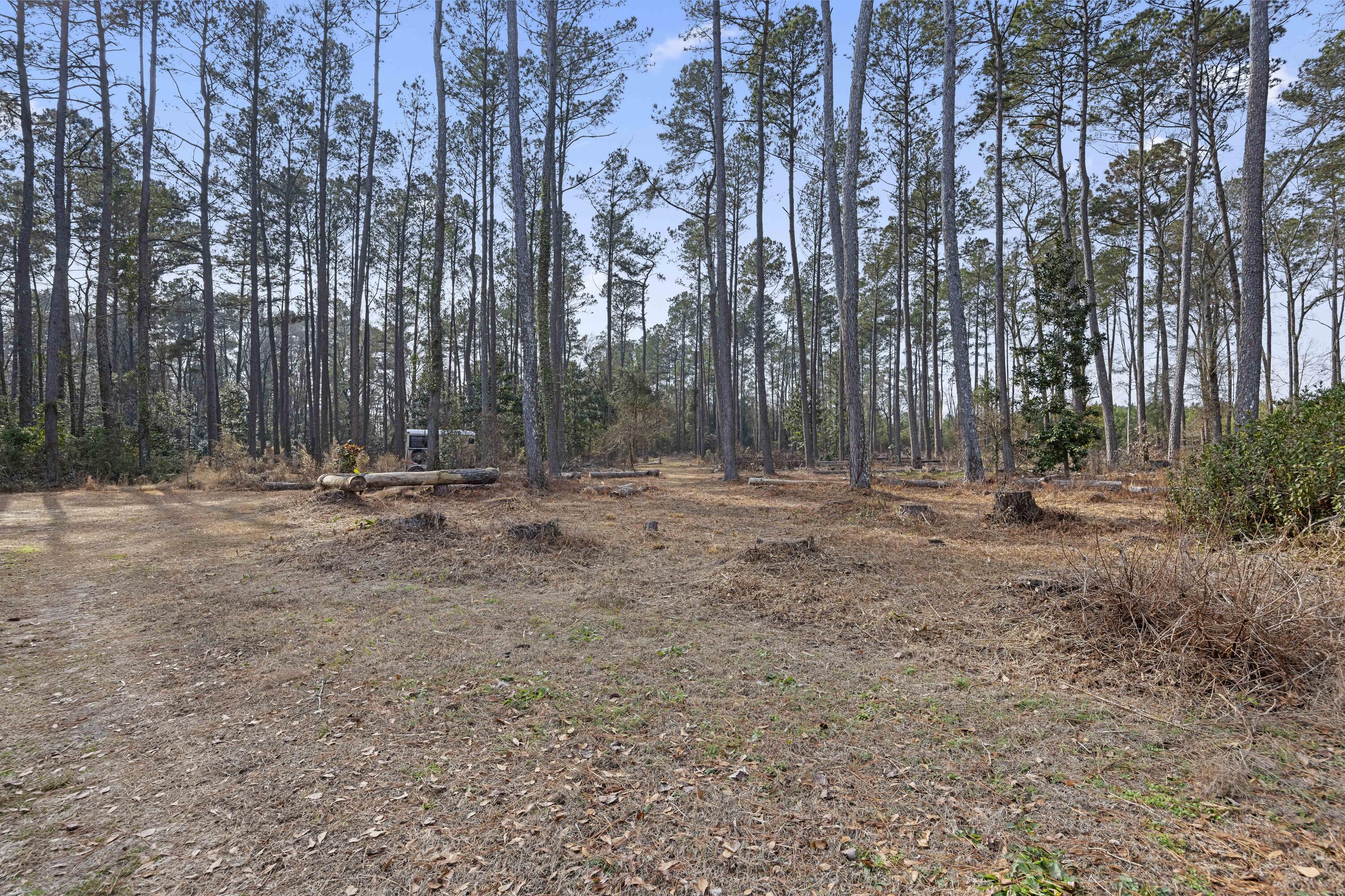 6293 Ehrhardt Road Ehrhardt, SC 29081 - Photo 47 of 58 Wooded Acreage View