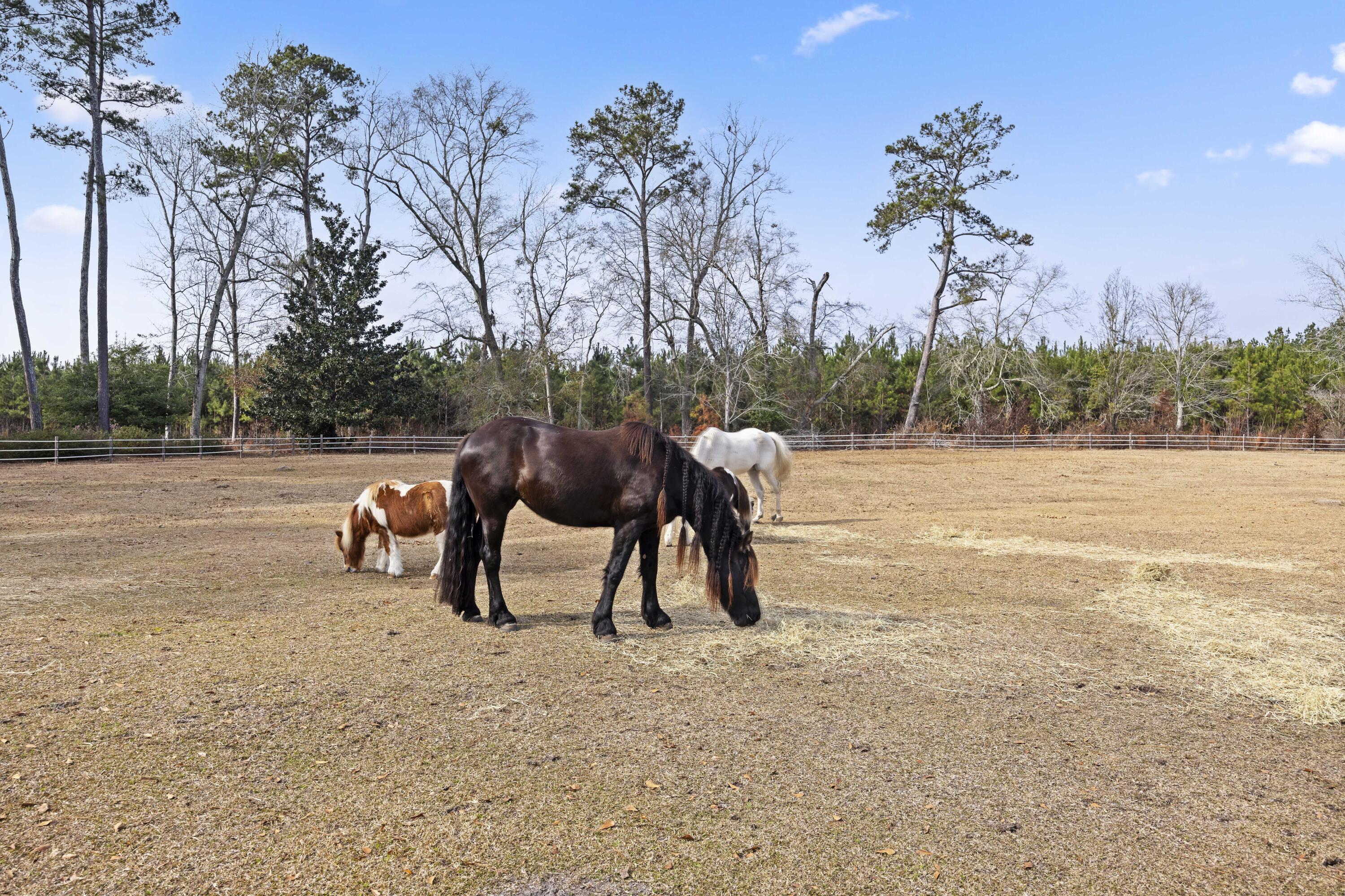 6293 Ehrhardt Road Ehrhardt, SC 29081 - Photo 50 of 58 Pasture with Horses