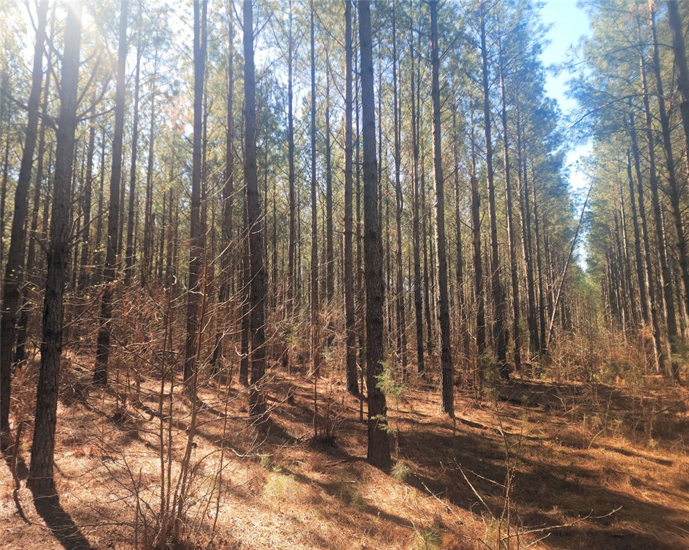 0 Ora Road Gray Court, SC 29645 - Photo 17 of 21