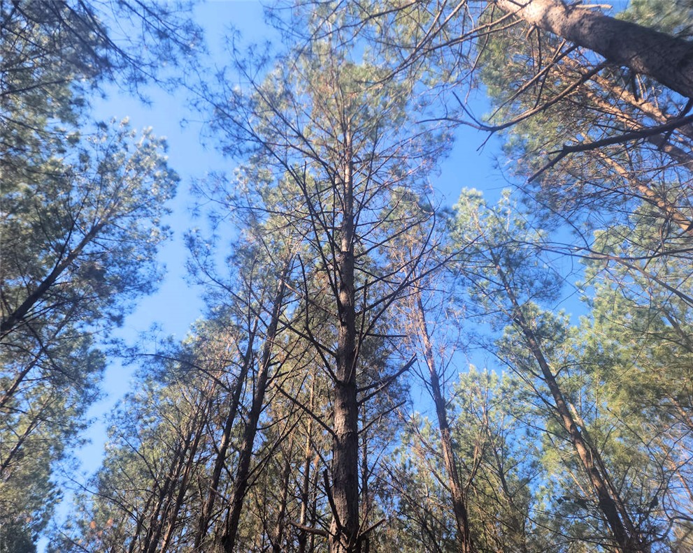 0 Ora Road Gray Court, SC 29645 - Photo 5 of 21