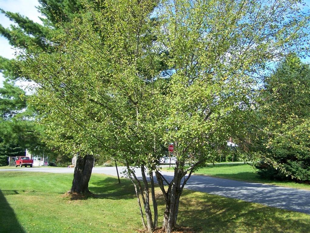 48 Meadowbrook Road Livermore Falls, ME 04254 - Photo 15 of 26 Photo