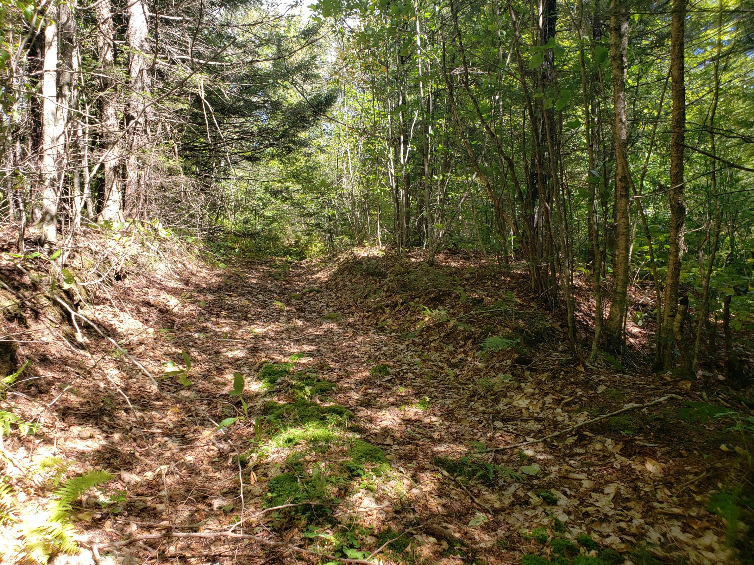 0 Off Mountain Stoneham, ME 04231 - Photo 32 of 32 old logging road access on lot