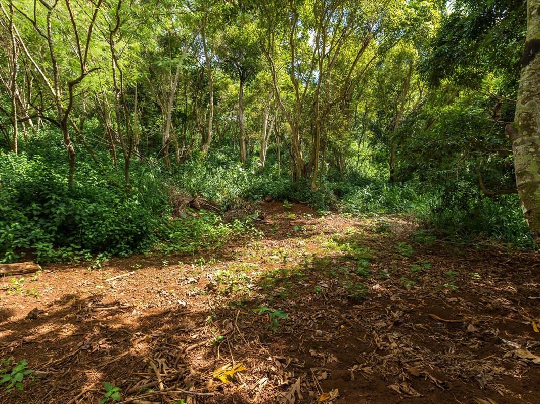 Aliali Road, Unit 5 Kapaa, HI 96746 - Photo 3 of 11 a view of a yard with a tree