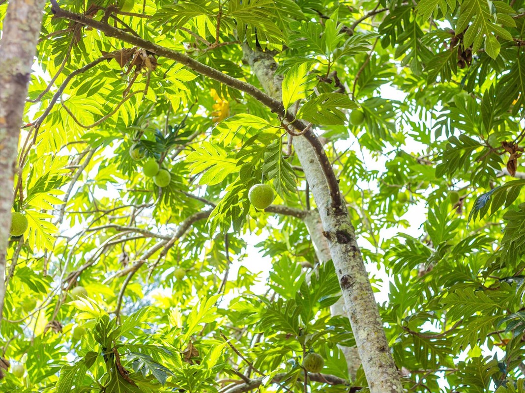 Aliali Road, Unit 5 Kapaa, HI 96746 - Photo 9 of 11