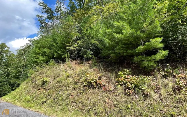 a view of a garden with plants