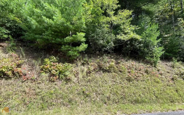 a view of a garden with plants and a bench