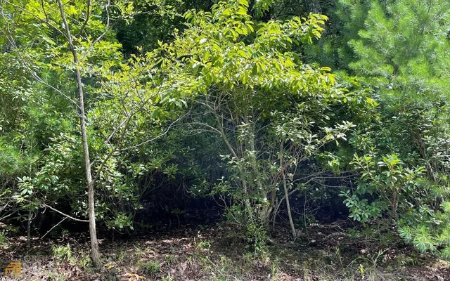 a view of a lush green forest