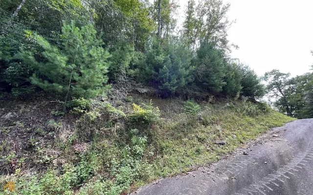 a view of a lush green forest