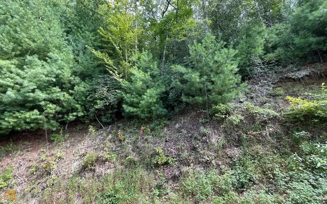 a view of a forest with lots of trees