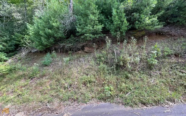 a view of a forest with trees in the background