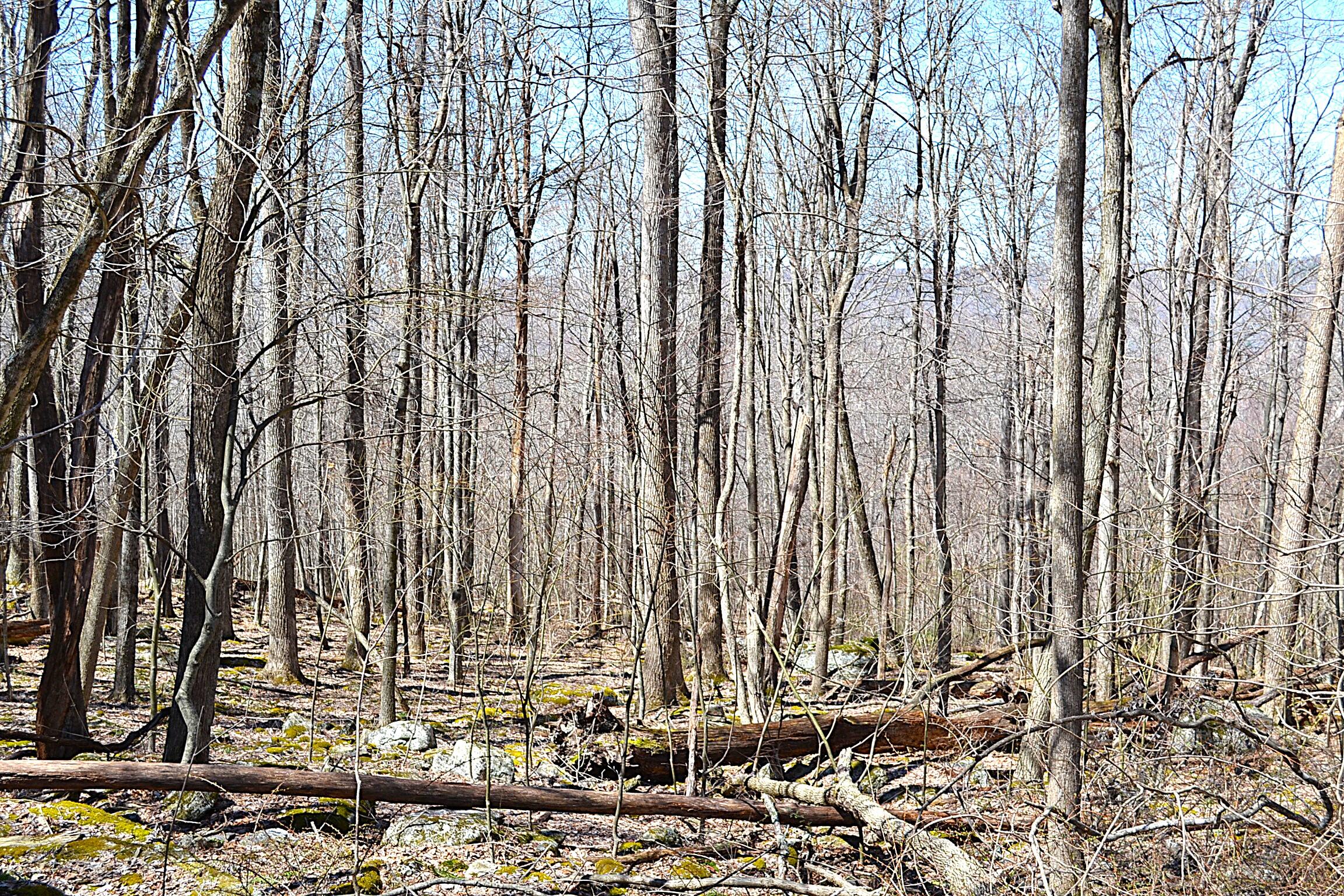 2245 Crowder Road Gap Mills, WV 24941 - Photo 22 of 41 Land View