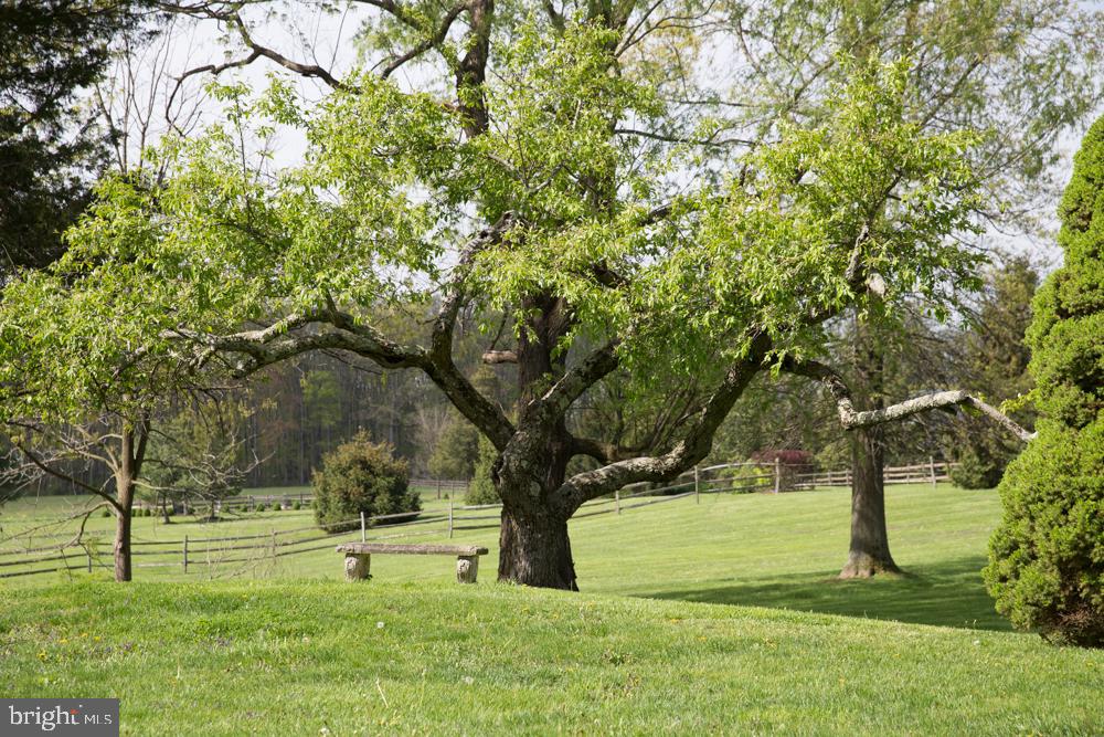 5736 Stoney Hill Road New Hope, PA 18938 - Photo 22 of 22 a view of yard with tree