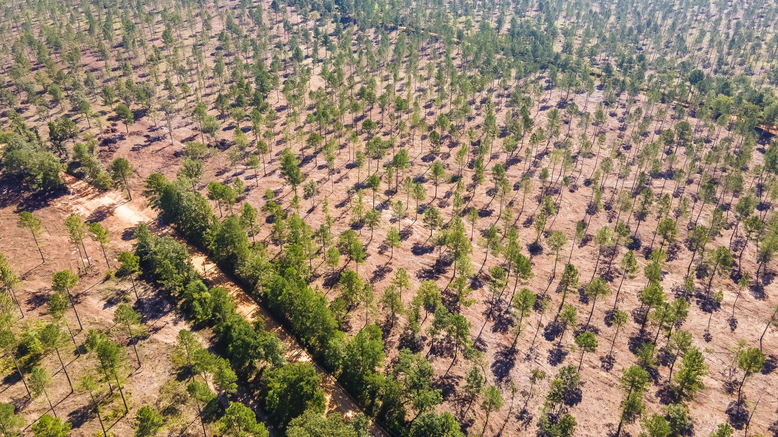 Lot 6 Bluffwood Road Wagener, SC 29164 - Photo 14 of 15