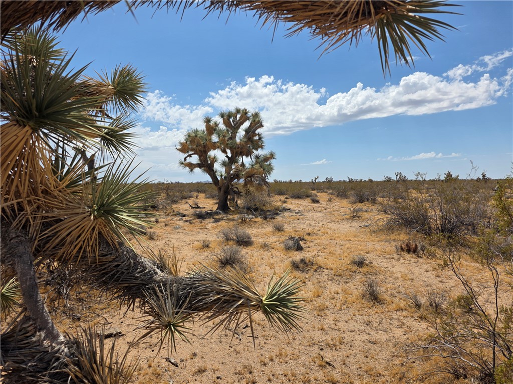 2328 South Tom Mix Road Yucca, AZ 86438 - Photo 11 of 17 a view of a yard with wooden fence