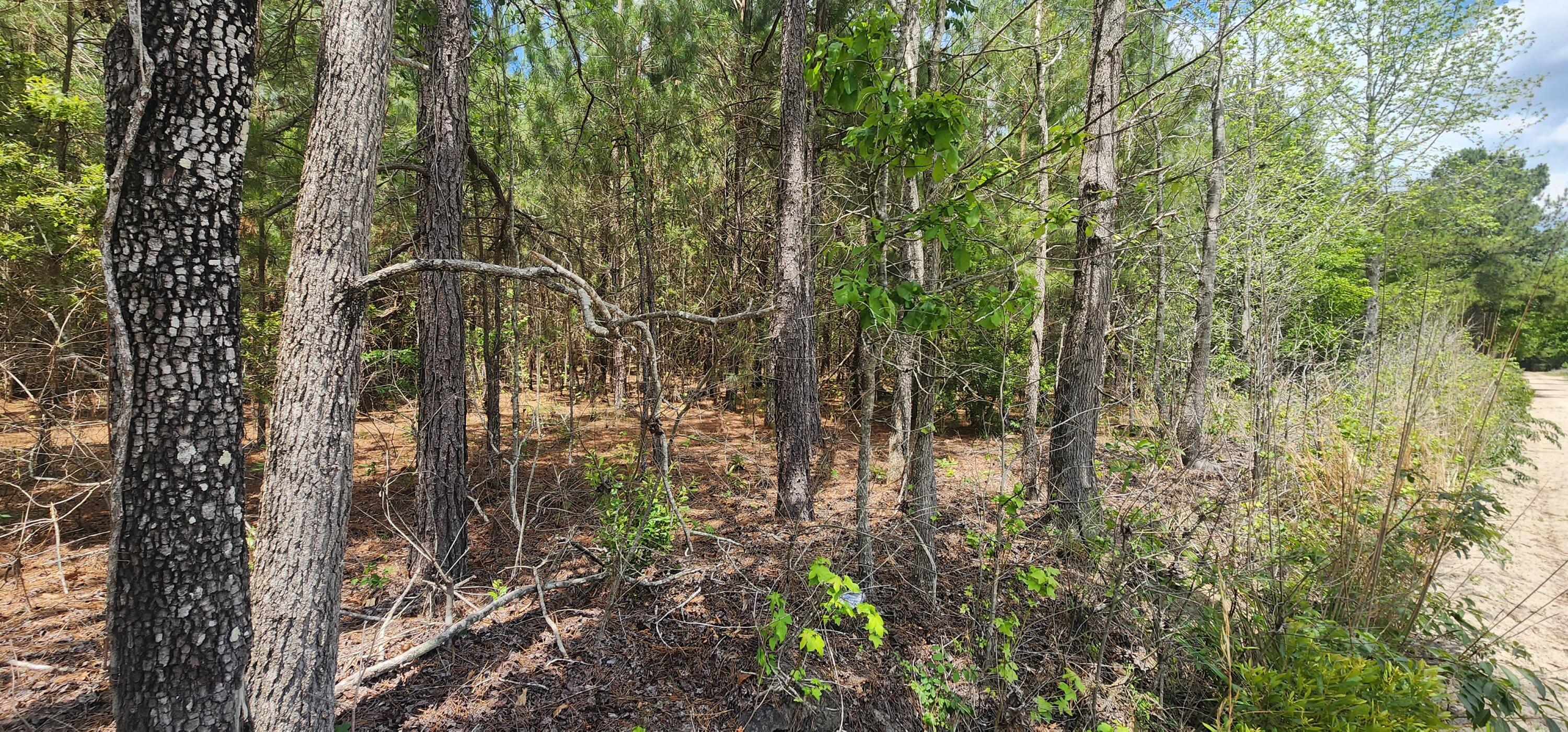 1 Lost Horn Road Reevesville, SC 29471 - Photo 11 of 11 20230516_140335