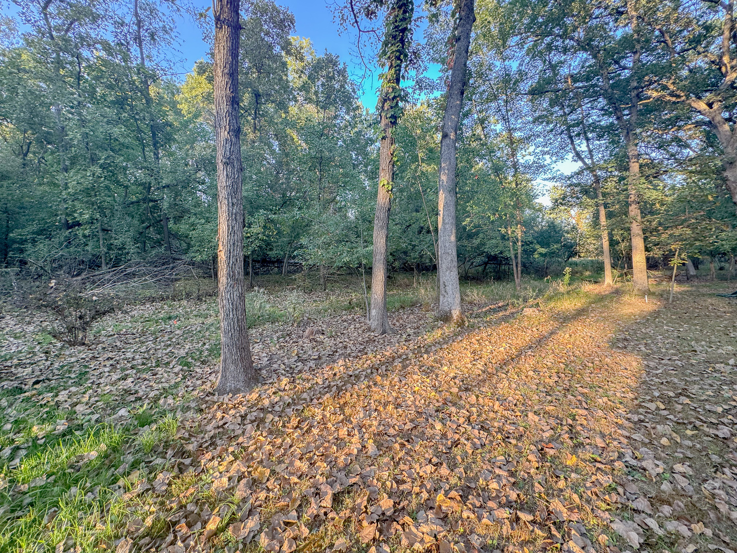 15-185 Woodhaven Sublette, IL 61367 - Photo 7 of 22 a backyard of a house with lots of green space