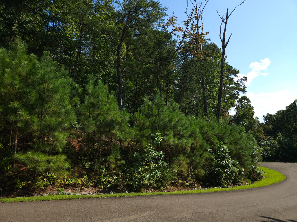 241 Carter Road, Unit 241 Ellijay, GA 30536 - Photo 8 of 19 Front corner of lot, Paved road frontage with a manicured grassy verge, bordered by mature pine trees and deciduous foliage