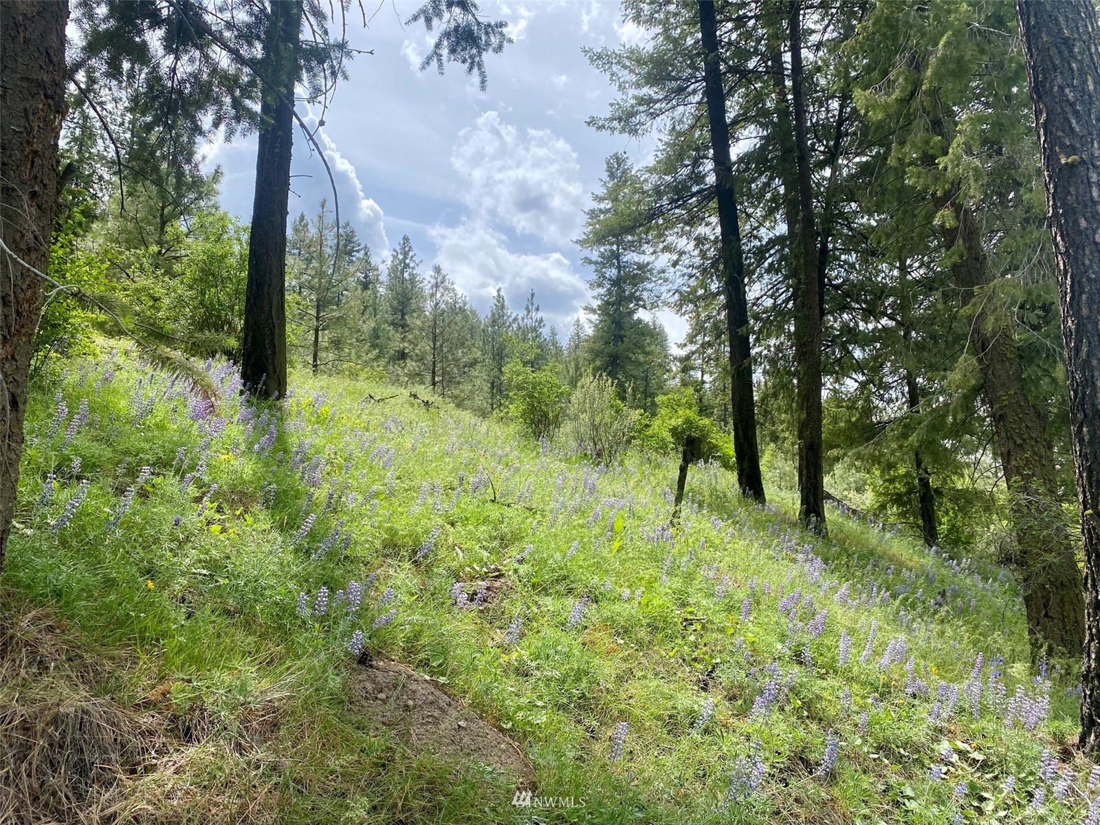 0 Underwood Cyn Road East Creston, WA 99117 - Photo 3 of 14 Gallery Image 3