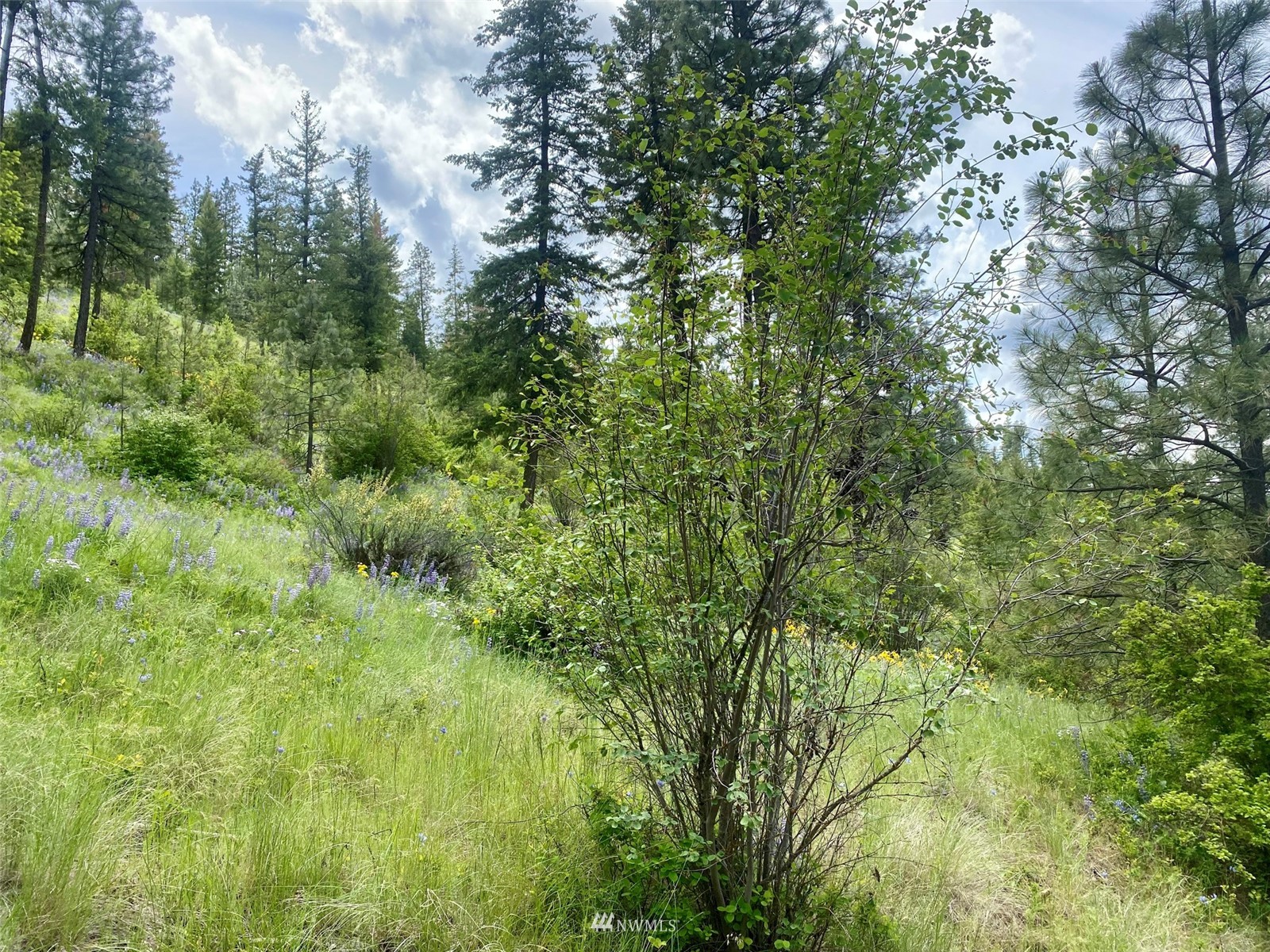 0 Underwood Cyn Road East Creston, WA 99117 - Photo 7 of 14 Gallery Image 7