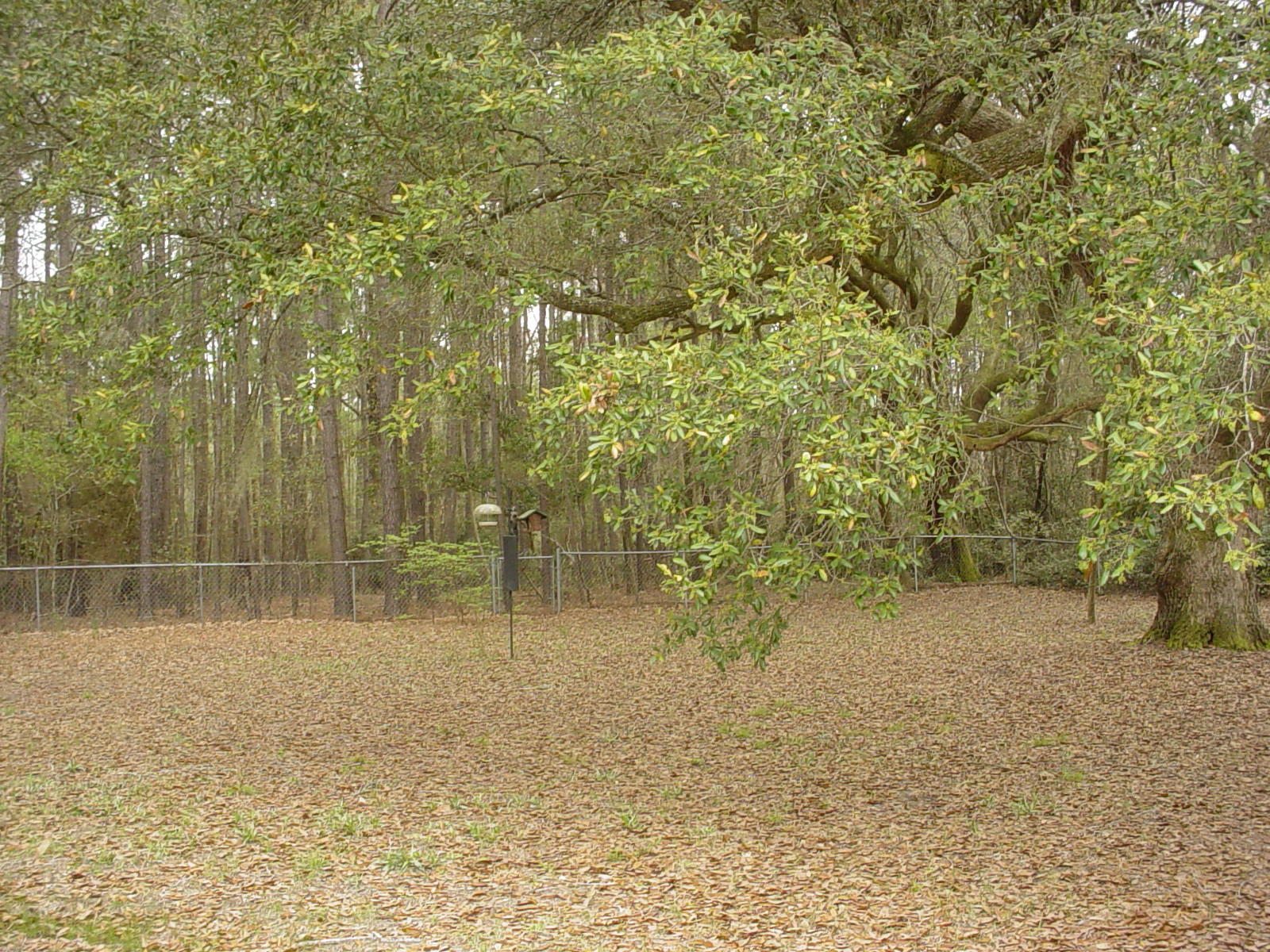 311 Read Street Moncks Corner, SC 29461 - Photo 17 of 18 DSC03087