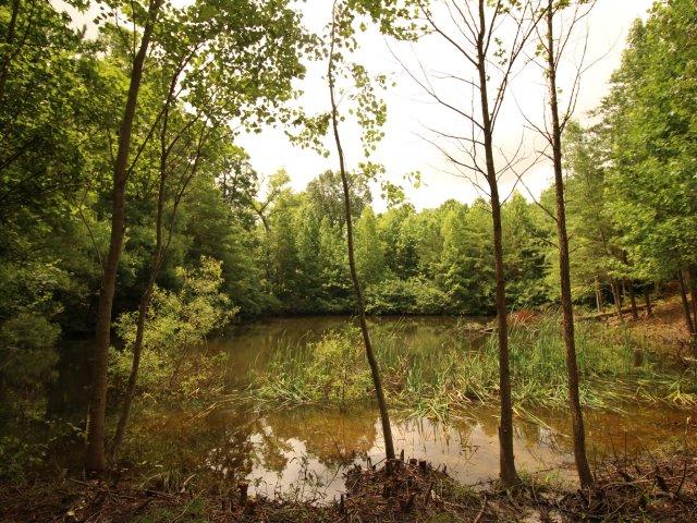 10 Smithfield Road Tellico Plains, TN 37385 - Photo 17 of 25 IMG_4407