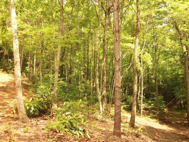 10 Smithfield Road Tellico Plains, TN 37385 - Photo 21 of 25 IMG_4425