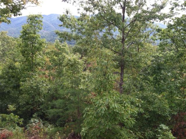 10 Smithfield Road Tellico Plains, TN 37385 - Photo 6 of 25 view 5