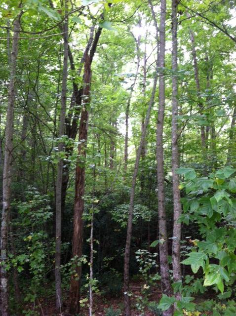 10 Smithfield Road Tellico Plains, TN 37385 - Photo 8 of 25 woods 2