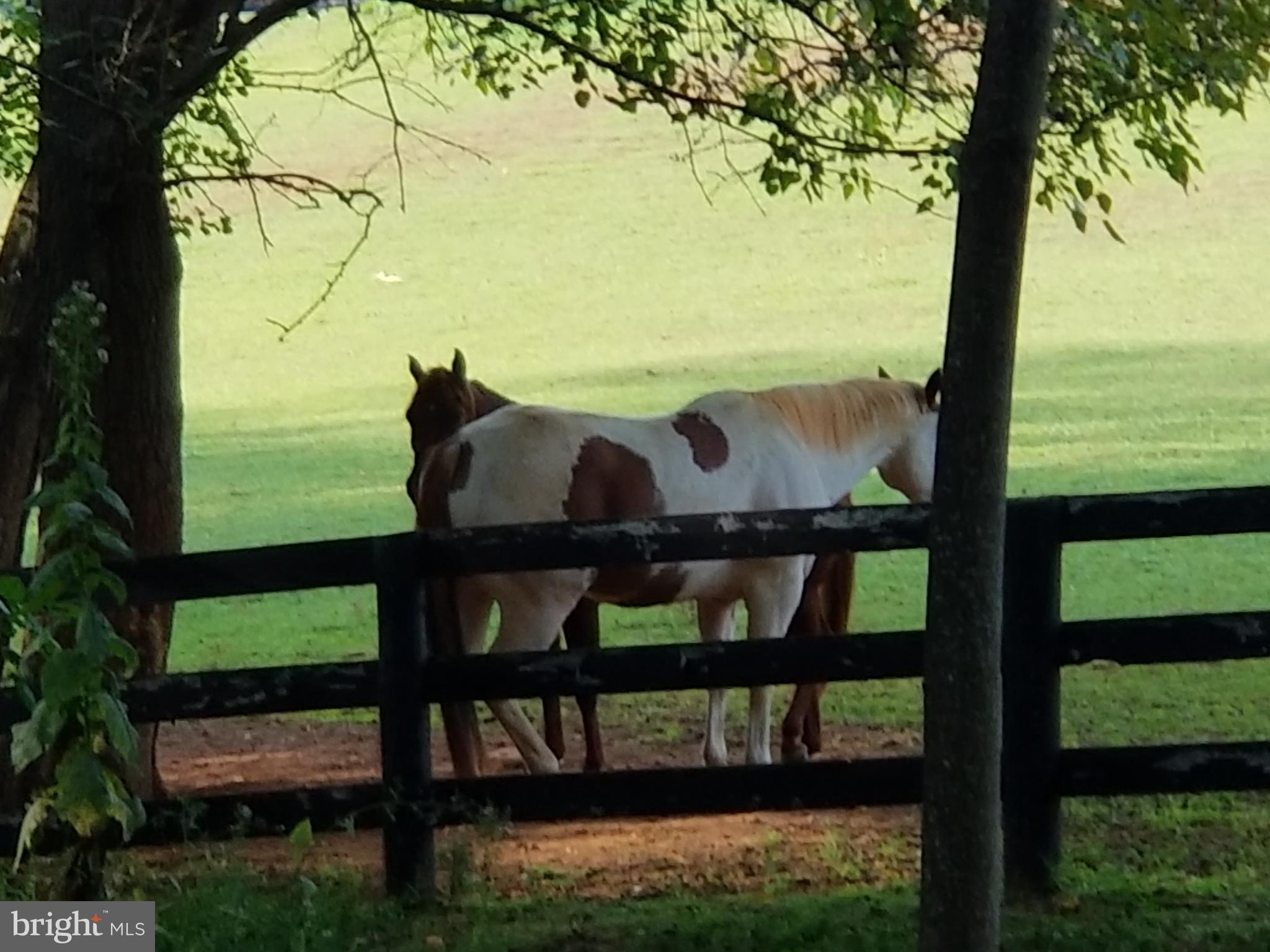 15740 Auburn Road Culpeper, VA 22701 - Photo 2 of 16 The view from your front porch!!