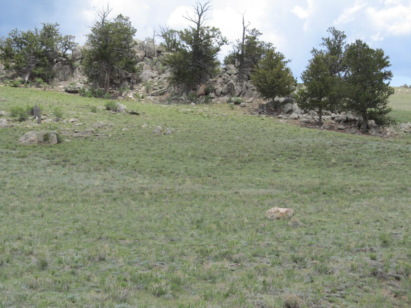 176 Delaware Road Hartsel, CO 80449 - Photo 6 of 7 a view of a field with trees in the background