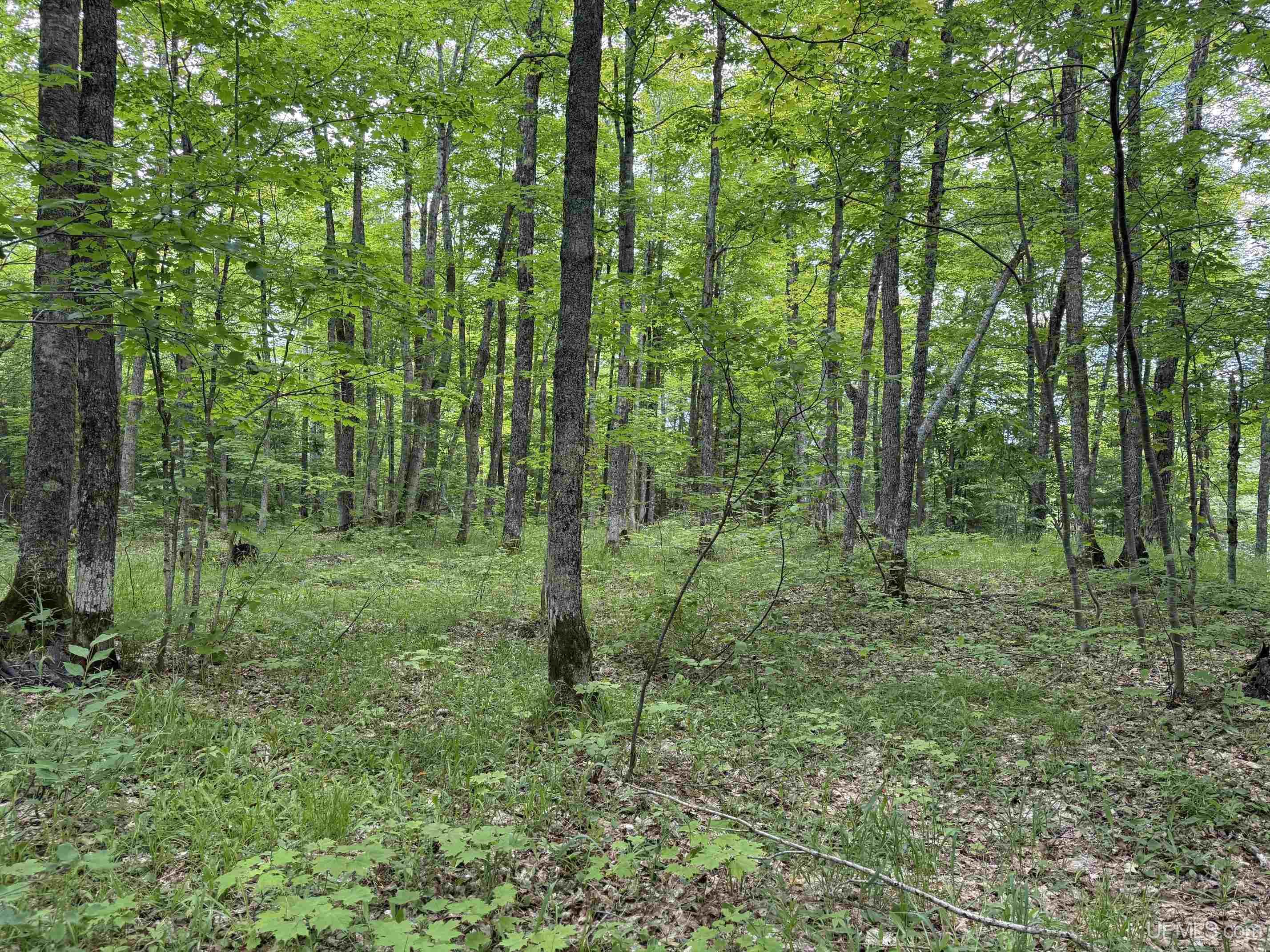 Tbda Winona Road Toivola, MI 49965 - Photo 13 of 18