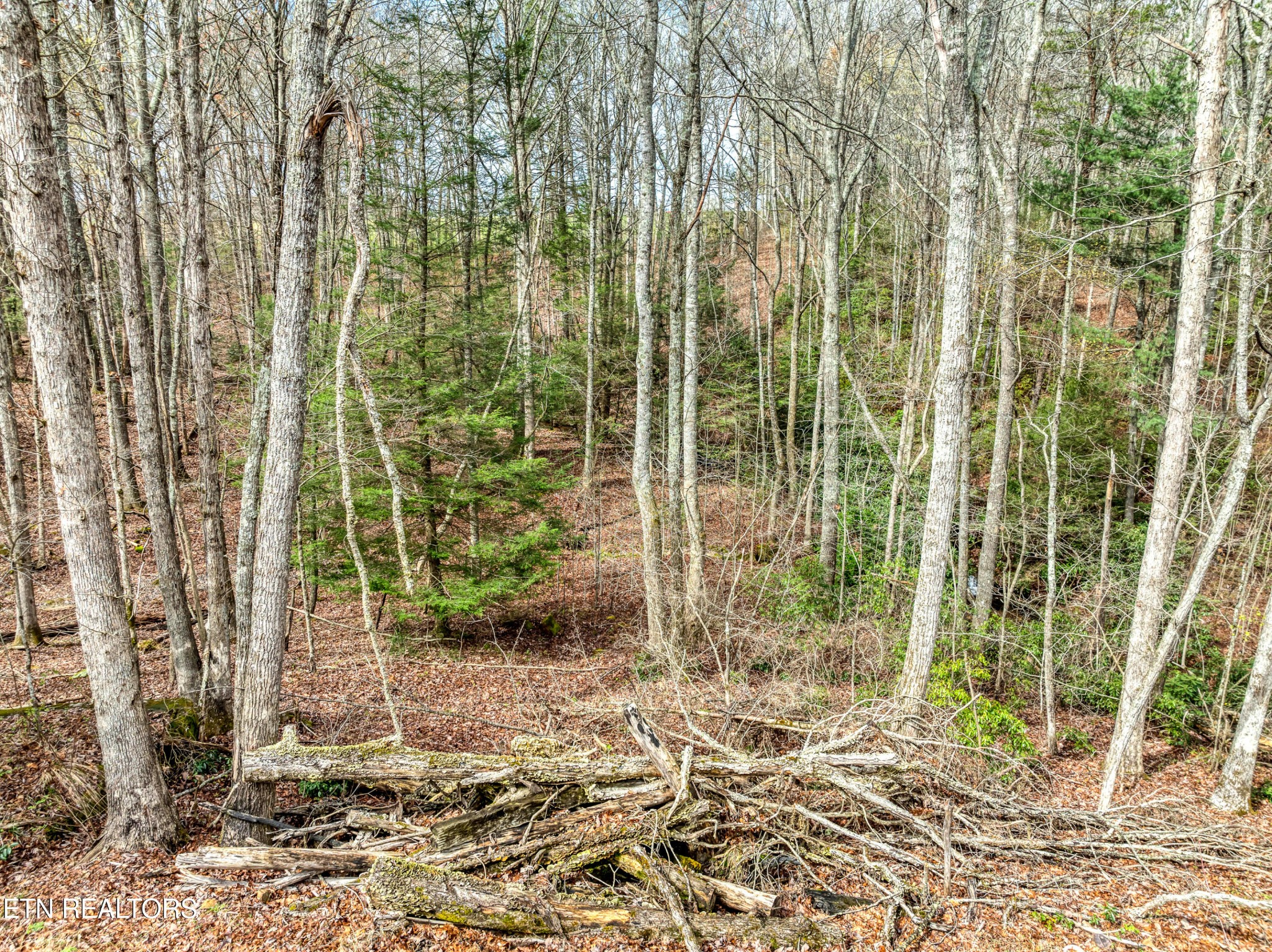 165 Colditz Oneida, TN 37841 - Photo 44 of 57