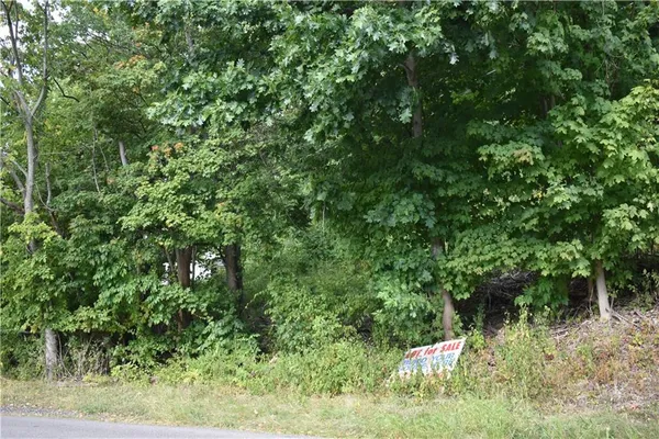a view of a lush green forest