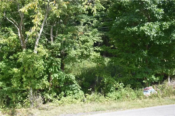 a view of a lush green forest