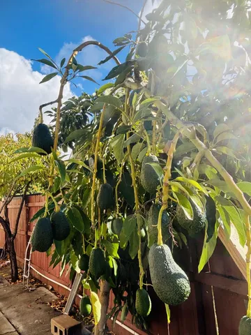 a close up of a potted plant