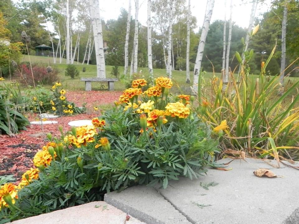 94 Oak Hill Road Wales, ME 04280 - Photo 24 of 30 Loads of attention have been given...