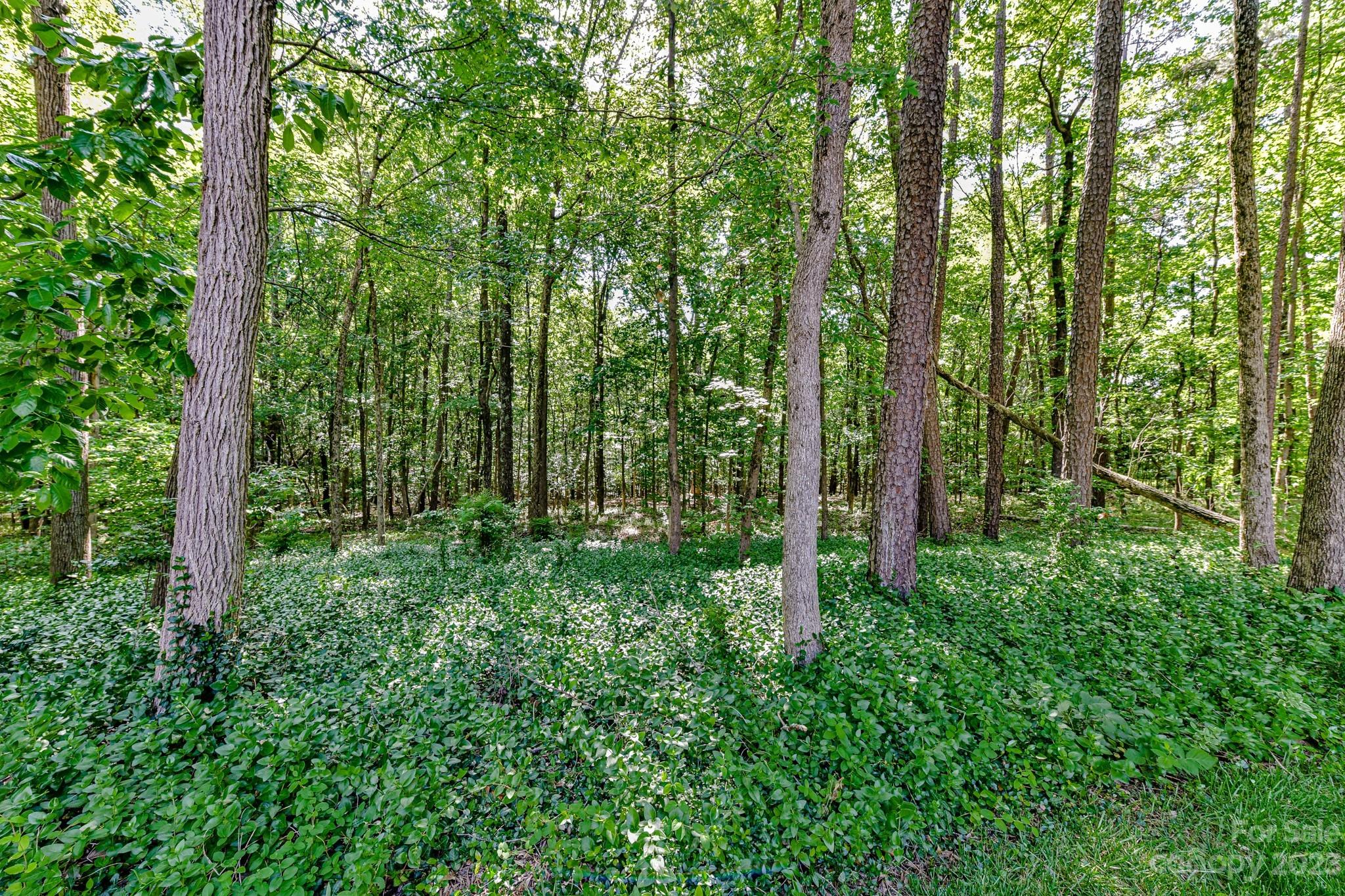 4690 Davidson Road Davidson, NC 28036 - Photo 29 of 29 a view of lush green forest