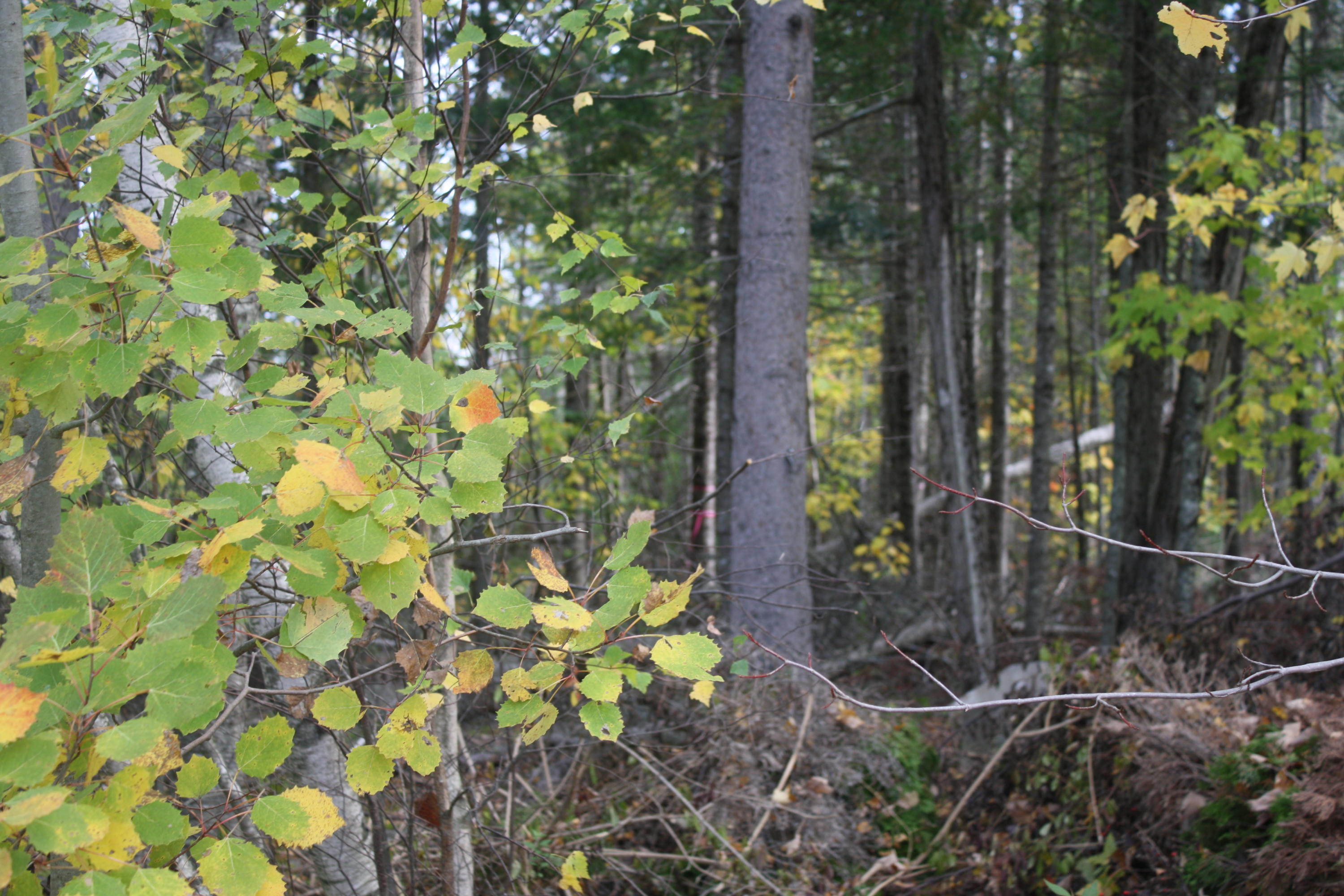 1479 Hudson Road Glenburn, ME 04401 - Photo 14 of 68 IMG_2117