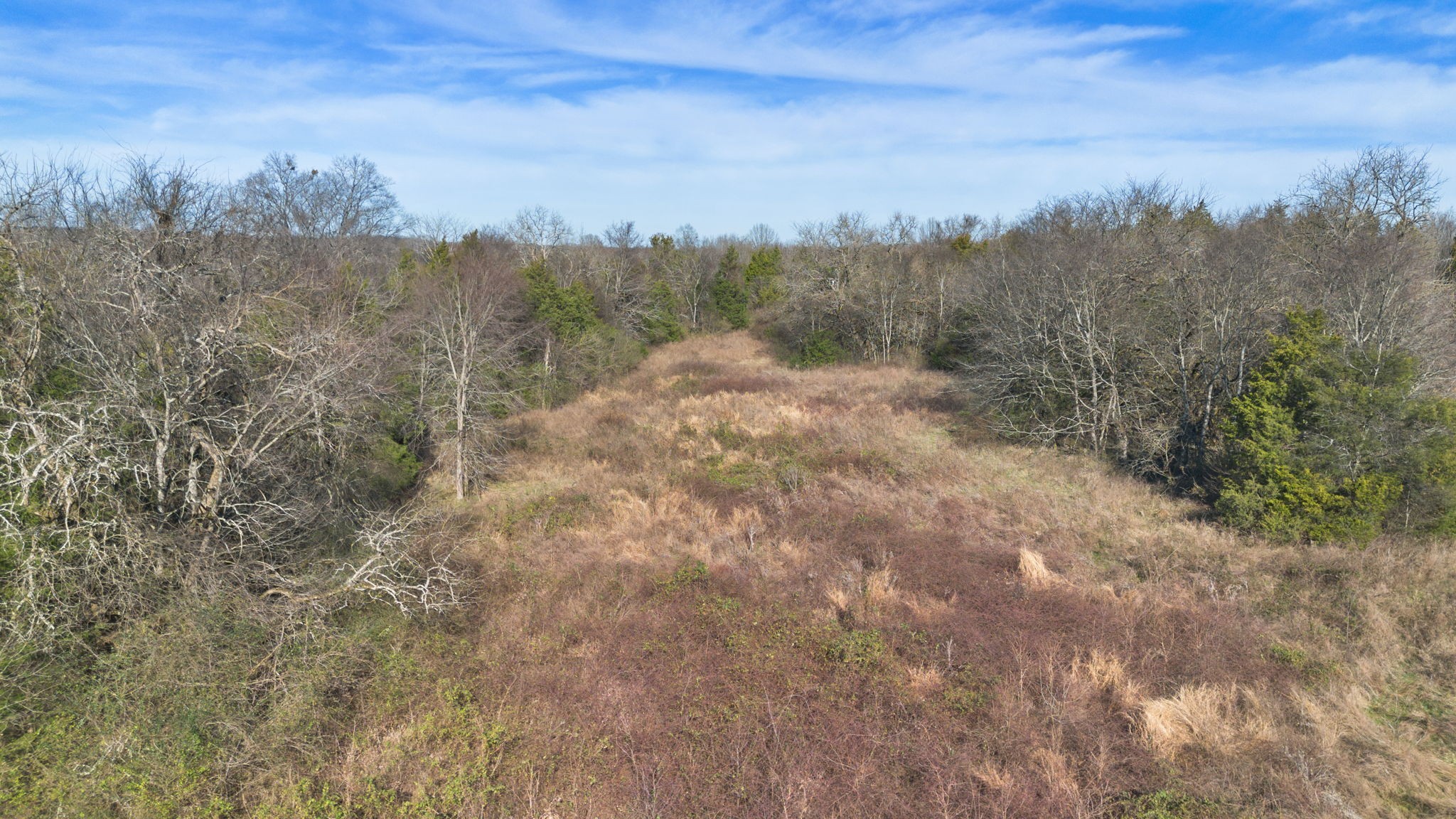 2265 Holly Grove Road Lewisburg, TN 37091 - Photo 33 of 47 a view of a forest with trees in the background