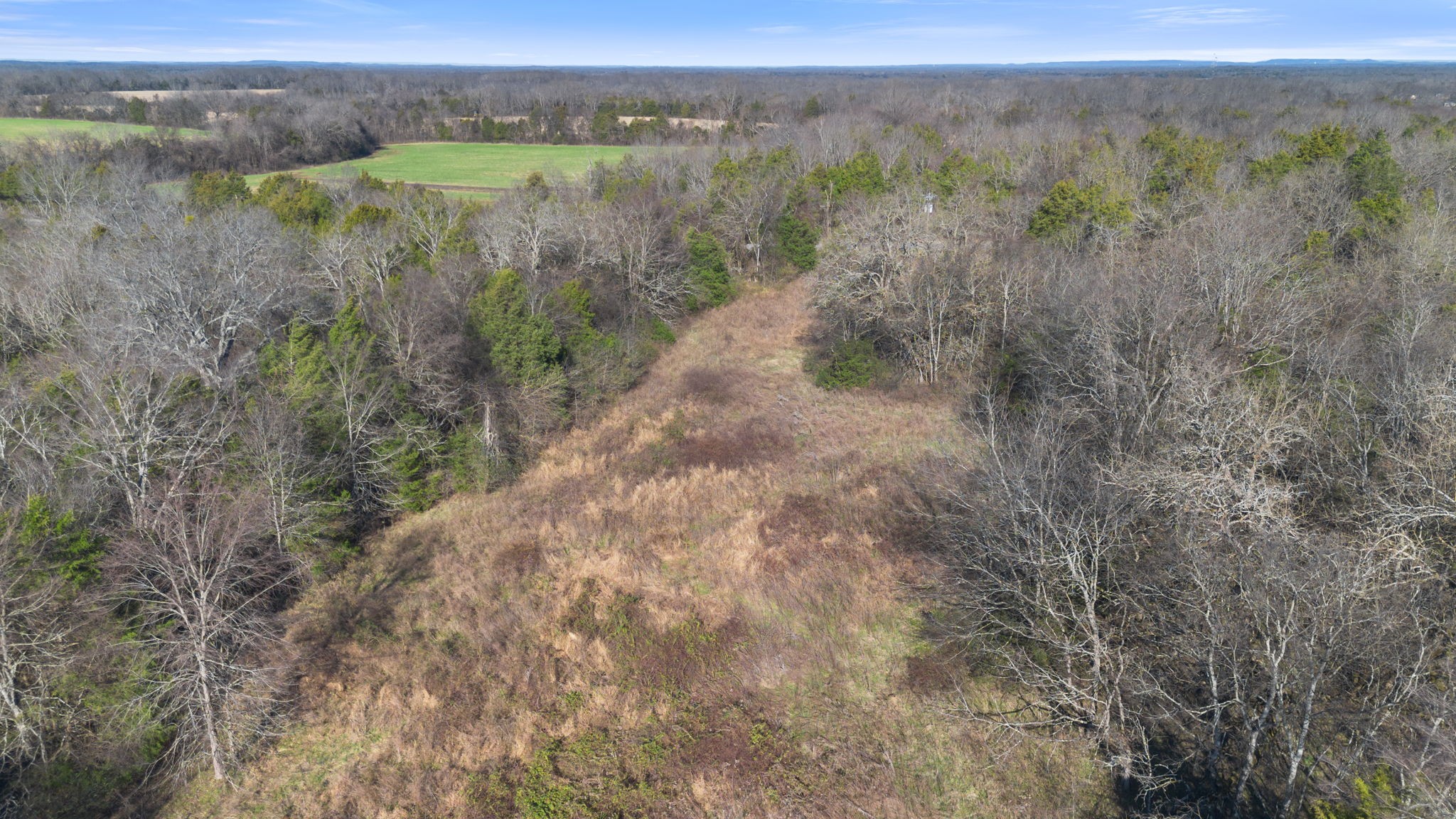 2265 Holly Grove Road Lewisburg, TN 37091 - Photo 35 of 47 a view of a forest with trees in the background